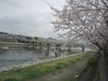 神鉄と桜.jpg